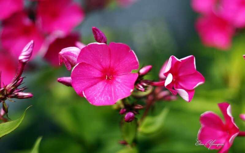 Pink Phlox Flowers — Calm, Spring, Photograph, Buds