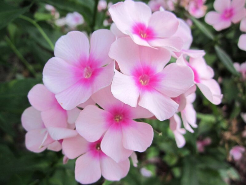 Pink Phlox Flowers — Calm, Spring, Photograph, Green Leaves