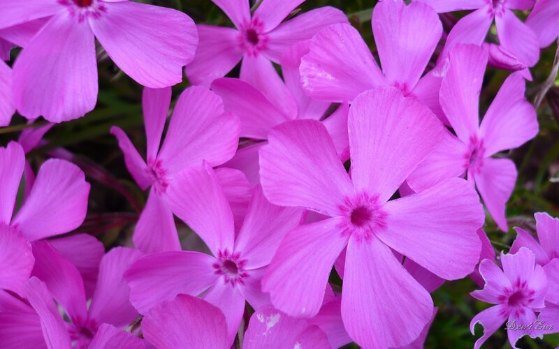 Pink Phlox Flowers — Calm, Spring, Photograph, Greenery