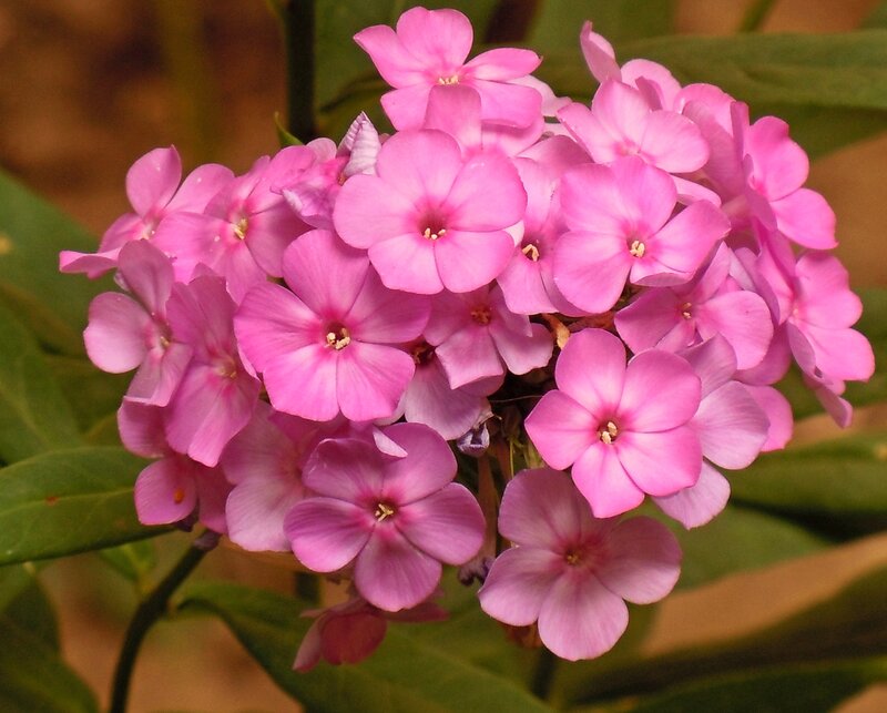 Pink Phlox Flowers — Calm, Spring, Photograph, Leaves