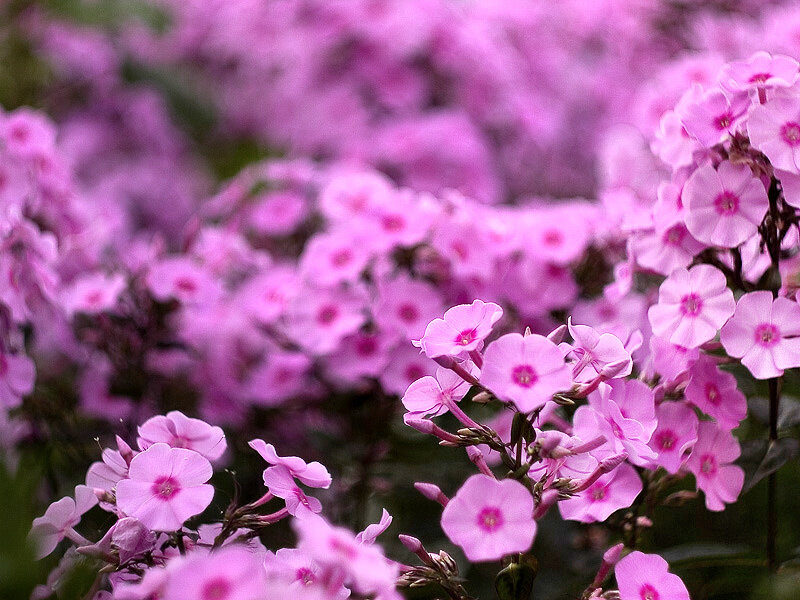 Pink Phlox Flowers — Calm, Spring
