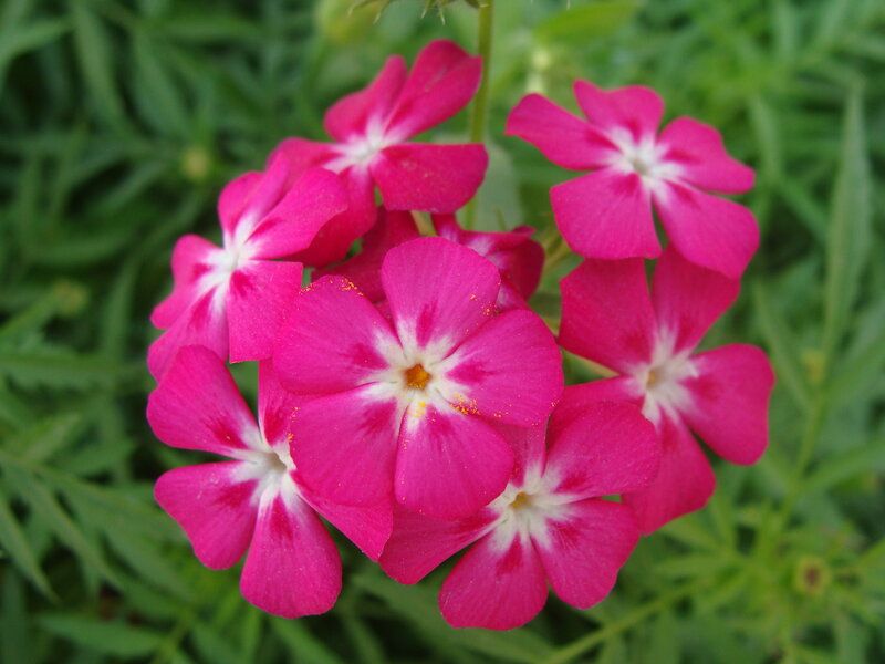 Pink Phlox Flowers — Calm, Summer, Photograph