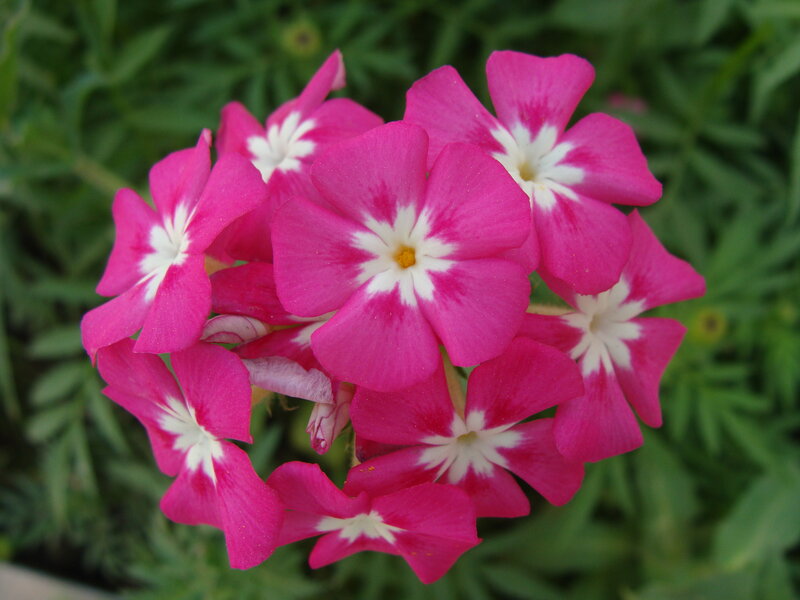 Pink Phlox Flowers — Calm, Summer