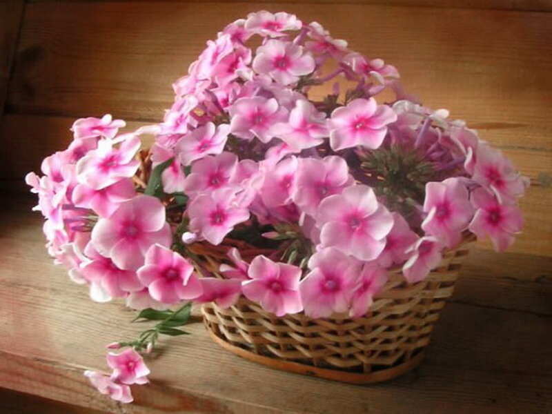 Pink Phlox Flowers — Calm