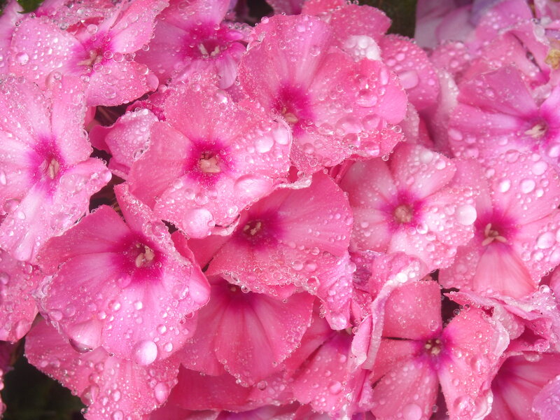 Pink Phlox Flowers — Fresh
