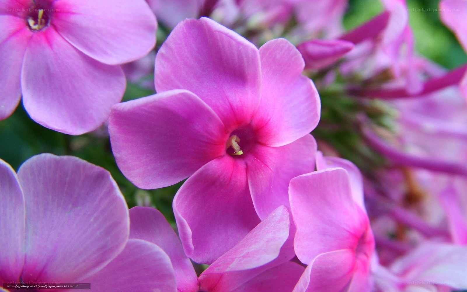 Pink phlox flowers in bloom
