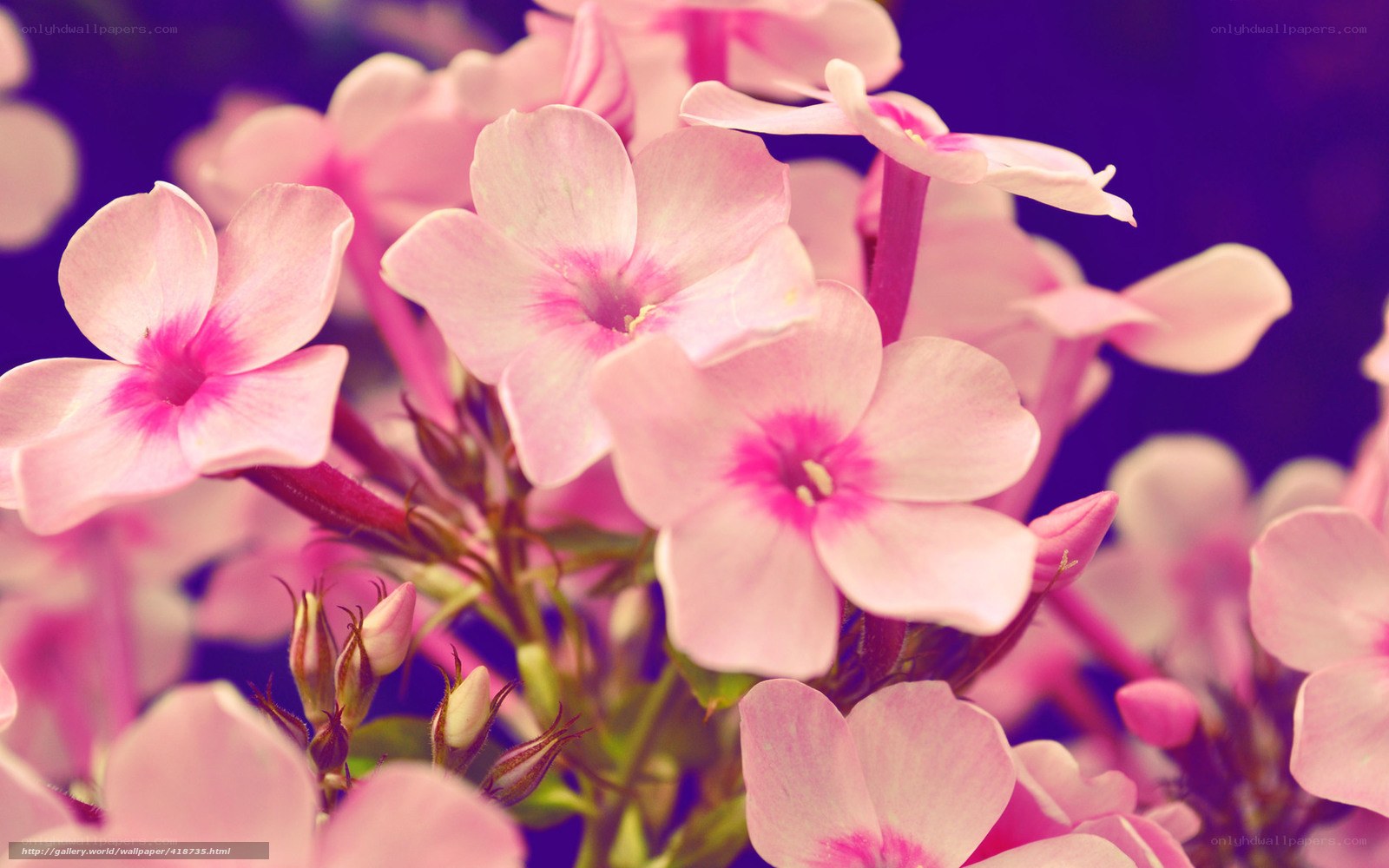 Pink phlox flowers in bloom