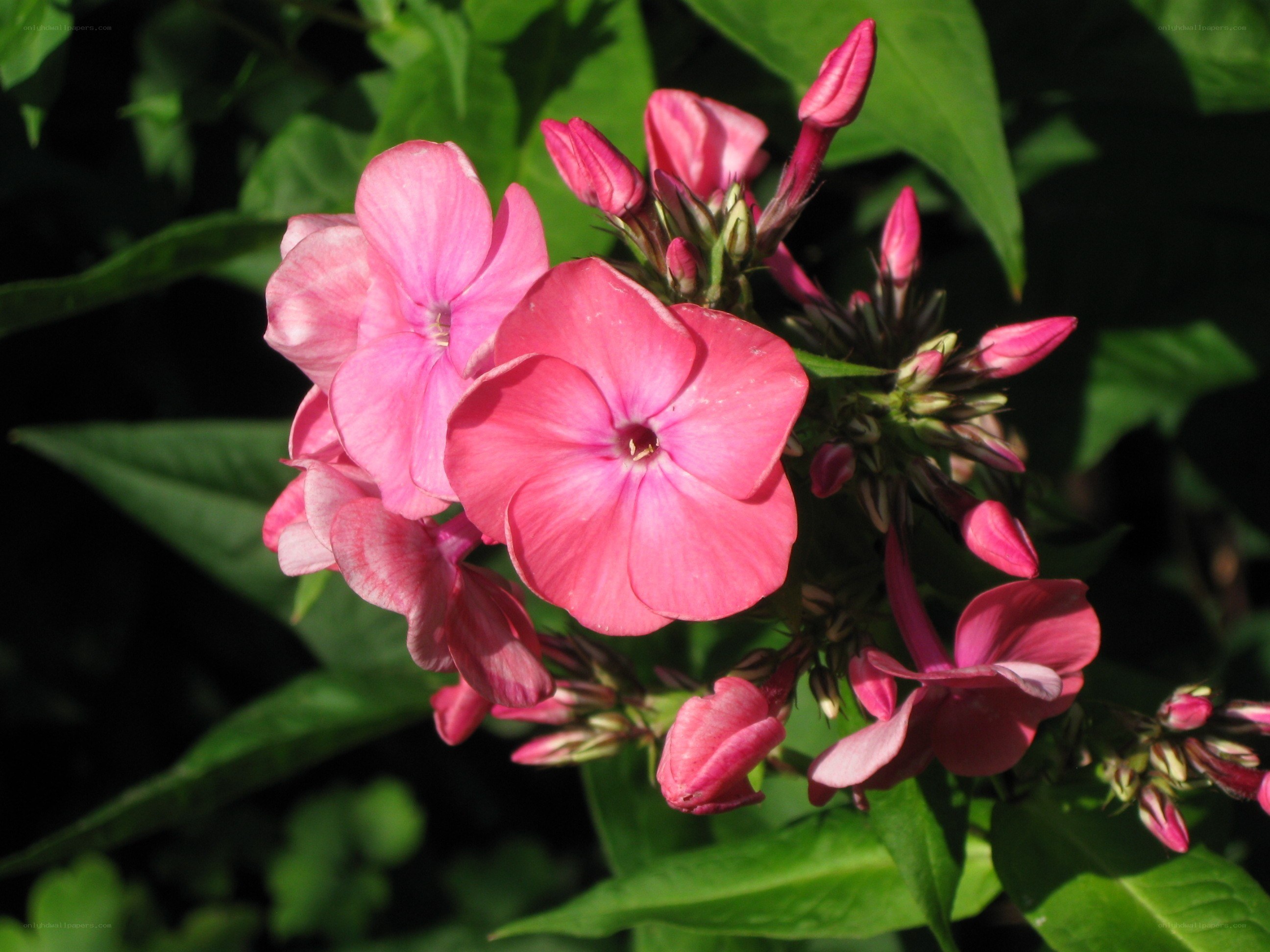 Pink phlox flowers in bloom