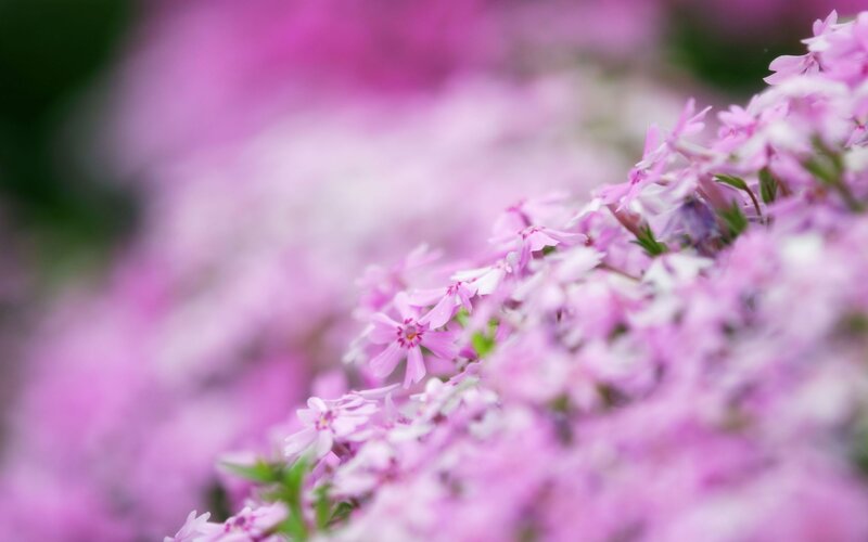 pink phlox flowers in bloom