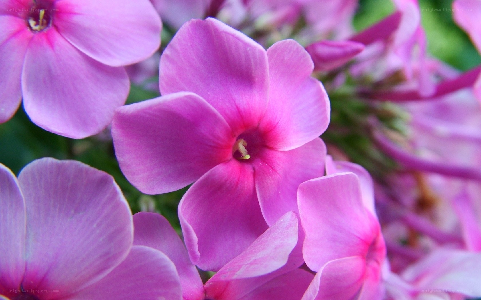 Pink phlox flowers in bloom
