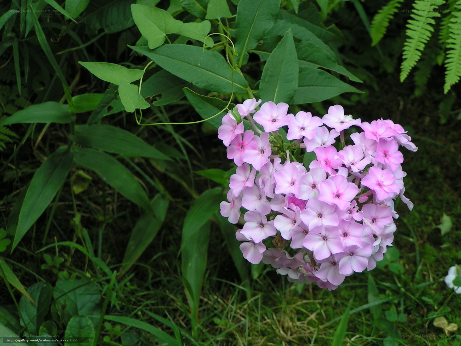 Pink phlox flowers in garden