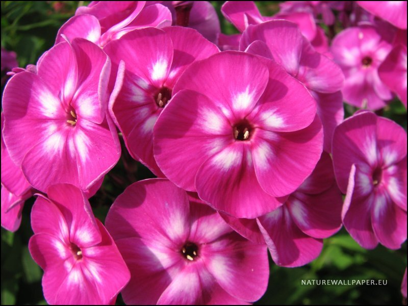 Pink Phlox Flowers — Magenta