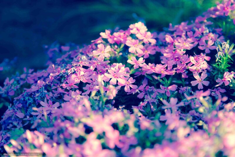 Pink Phlox Flowers — Purple, Serene
