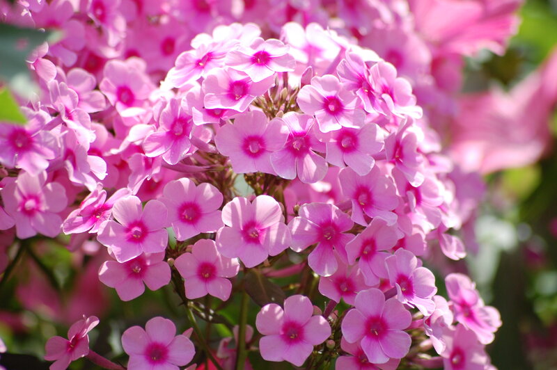 Pink Phlox Flowers — Serene, Afternoon