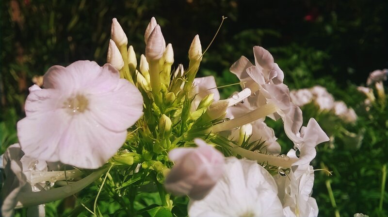 Pink Phlox Flowers — Serene, Morning