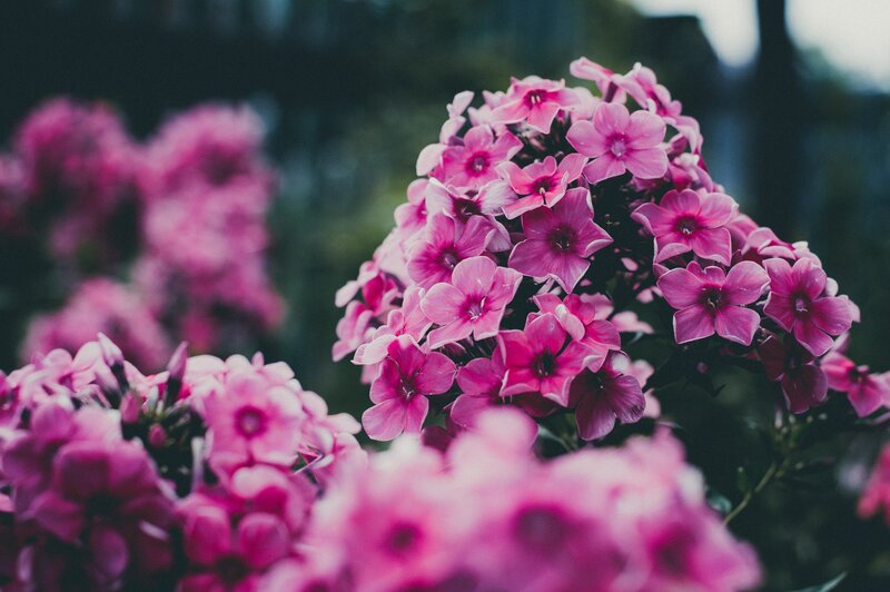 Pink Phlox Flowers — Serene, Photograph, Bloom, Greenery