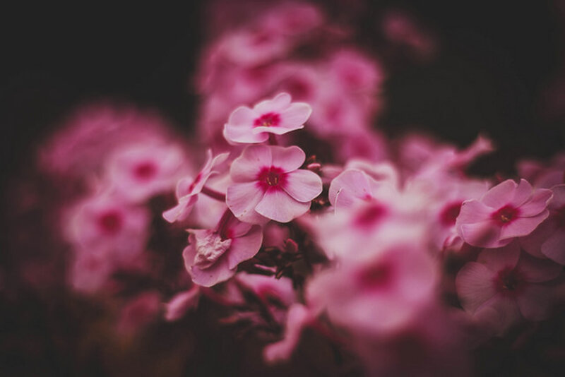Pink Phlox Flowers — Serene, Photograph, Bloom