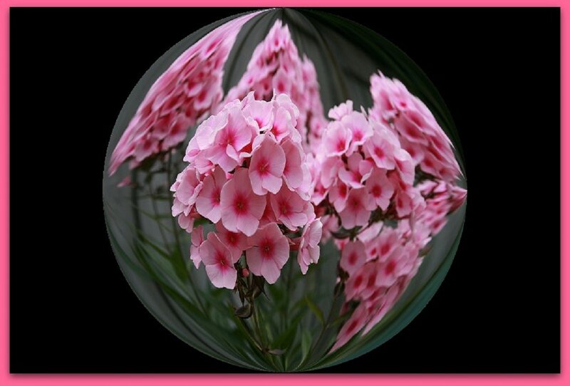 Pink Phlox Flowers — Serene, Photograph