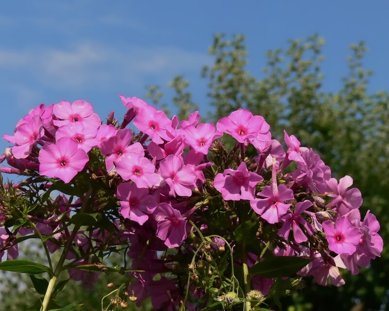 Pink Phlox Flowers — Serene, Summer