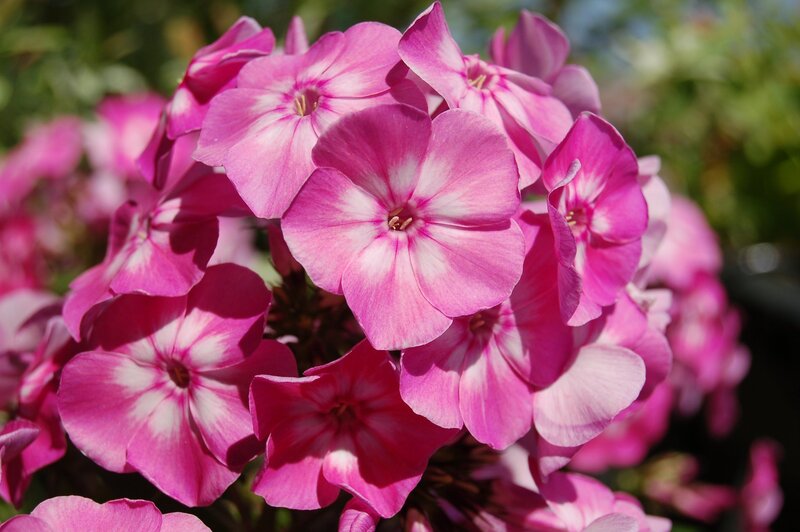 Pink Phlox Flowers — Serene