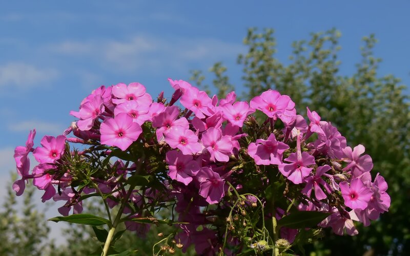 Pink Phlox Flowers