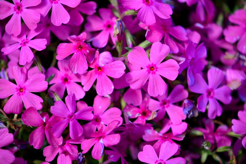 Pink Phlox Flowers — Vibrant, Spring, Photograph, Green Stems
