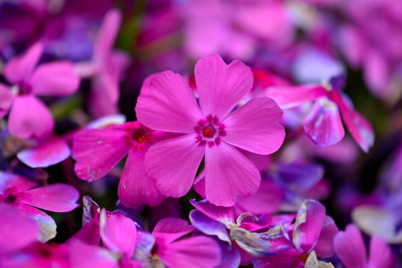 Pink Phlox Flowers — Vibrant, Spring, Photograph