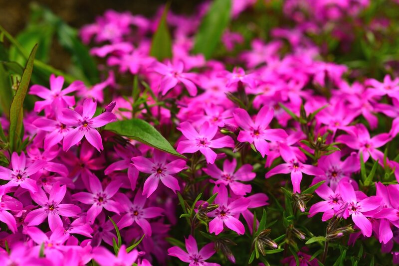 Pink Phlox Flowers — Vibrant, Spring