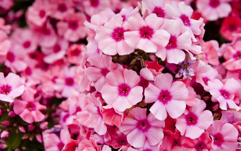 Pink Phlox Flowers — Vibrant