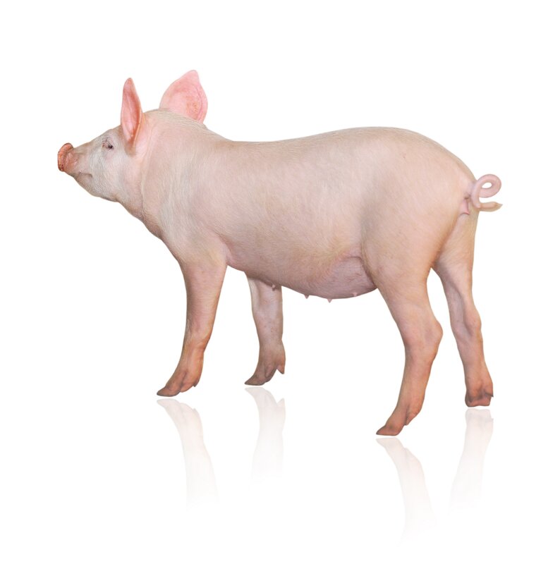 pink pig on white background