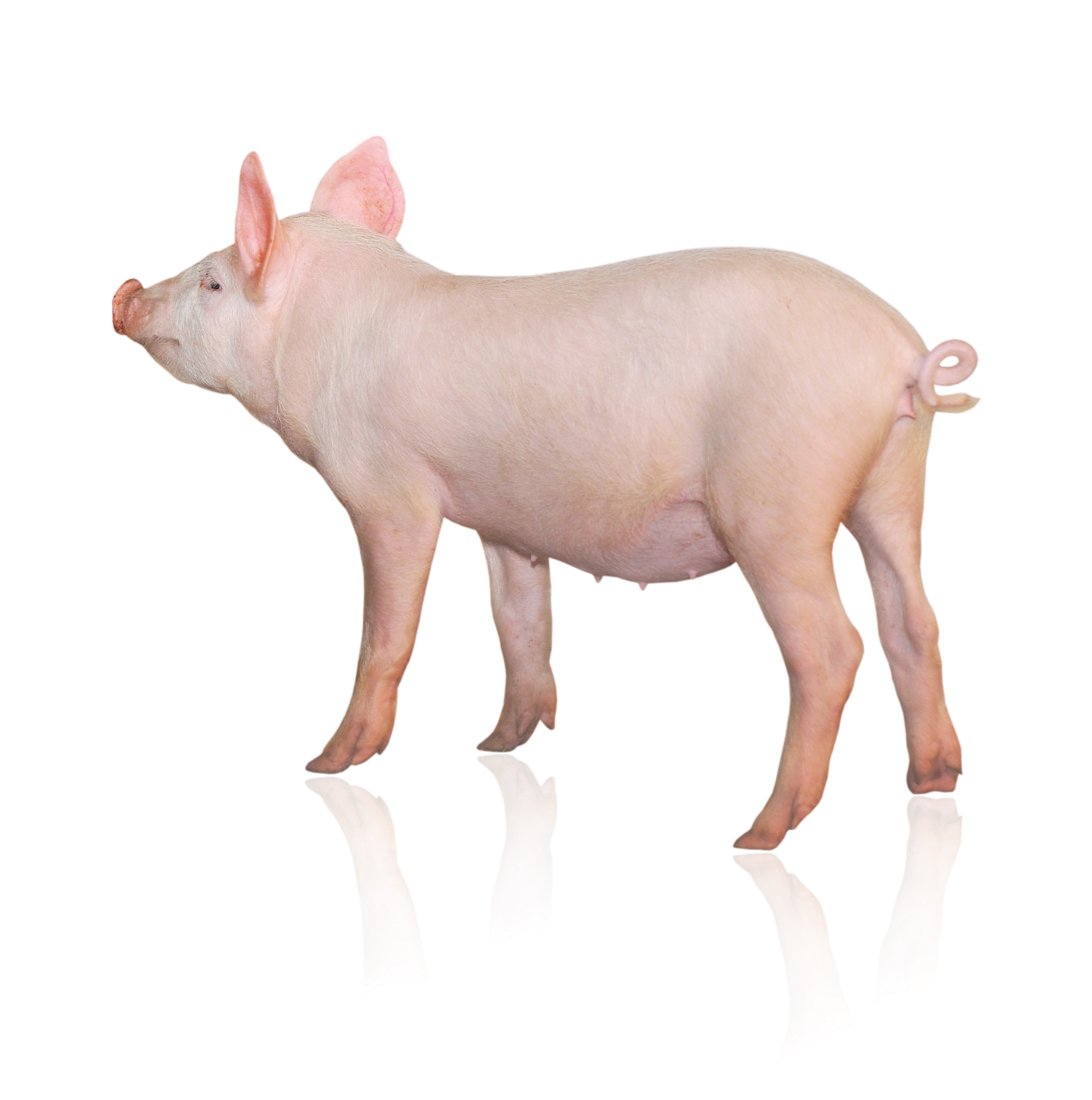 pink pig on white background