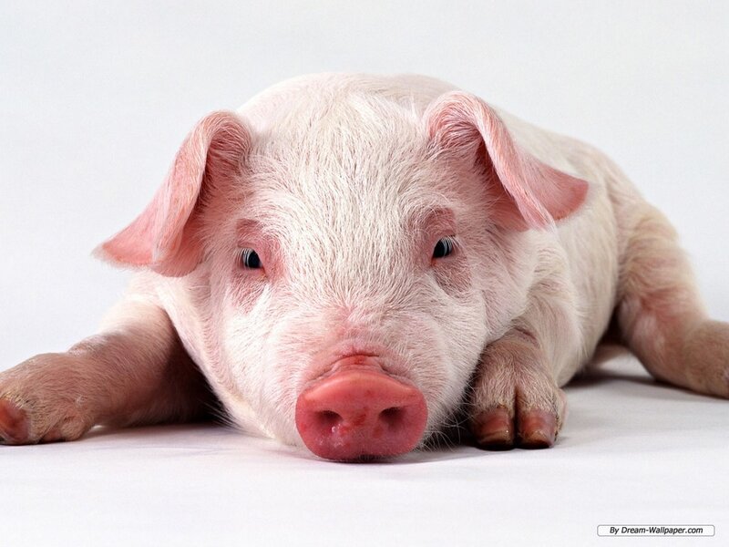 Pink Piglet Lying