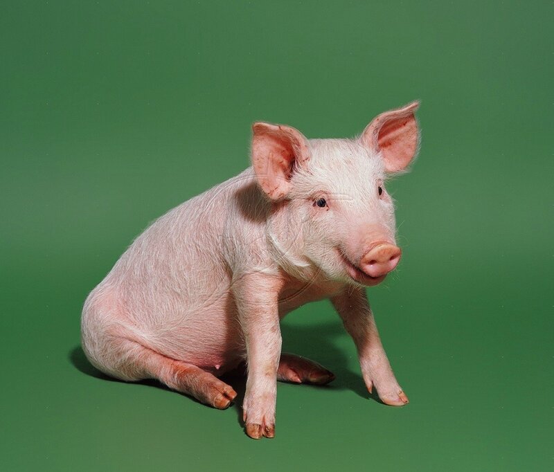 Pink Piglet Sitting