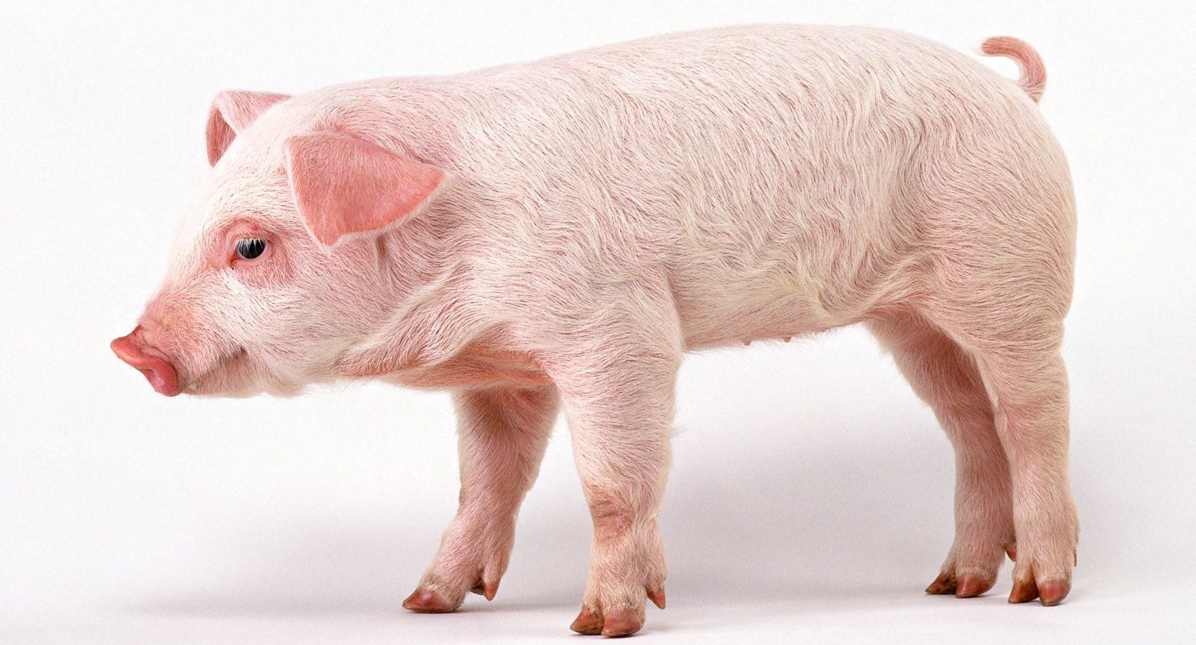 pink piglet standing