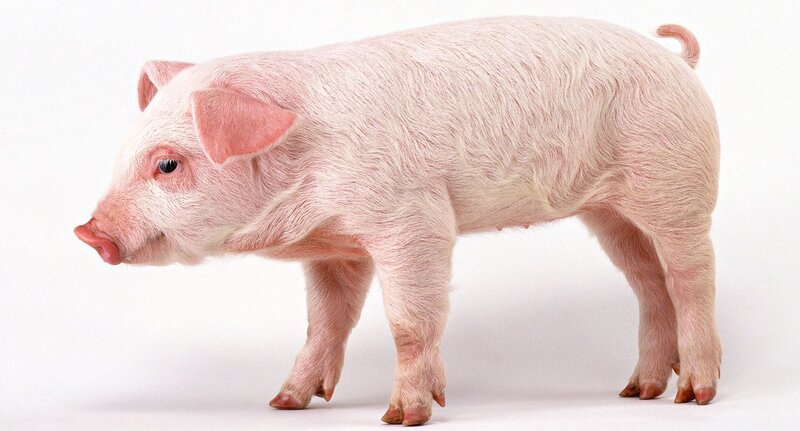 Pink Piglet Standing — Neutral, Photograph, White Background