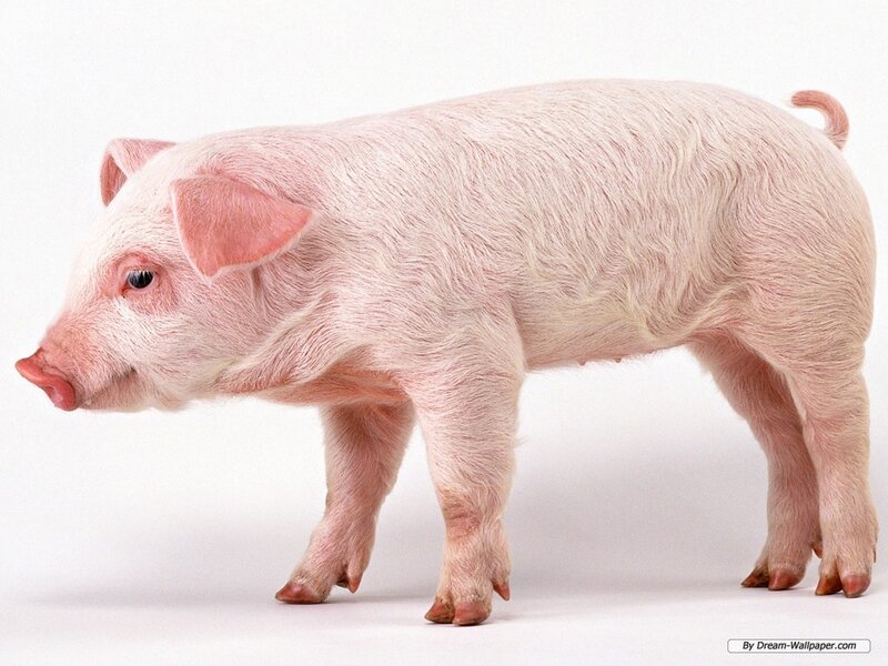 Pink Piglet Standing — Neutral