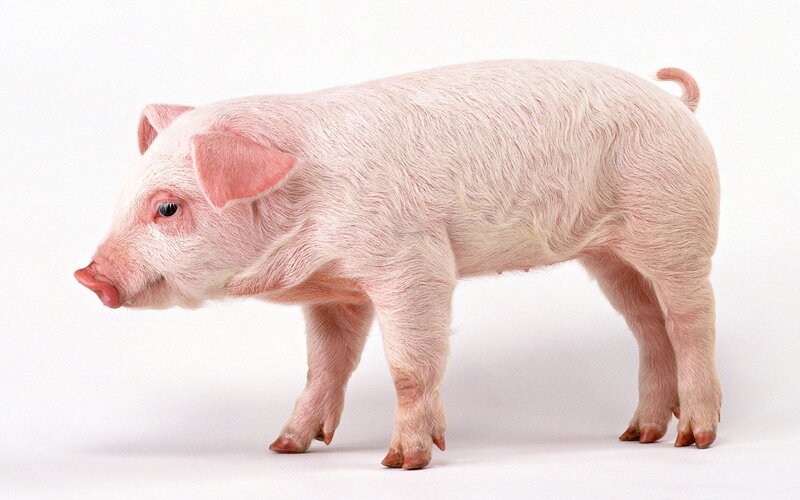 pink piglet standing