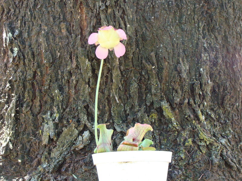 Pink Pitcher Plant Flower