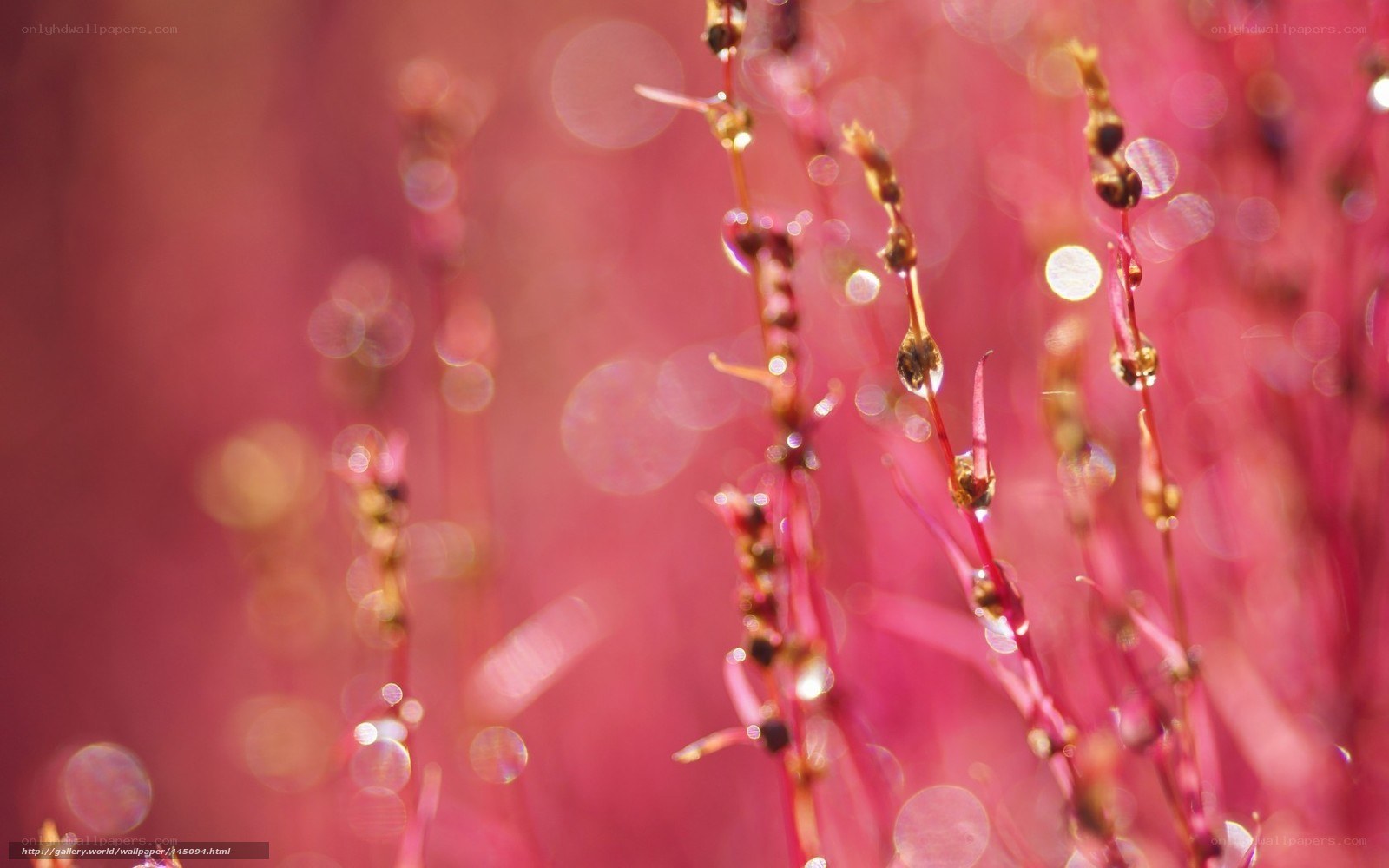 Pink plant with dew drops