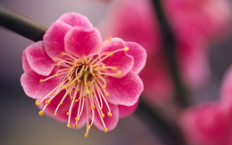 Pink plum blossom close-up