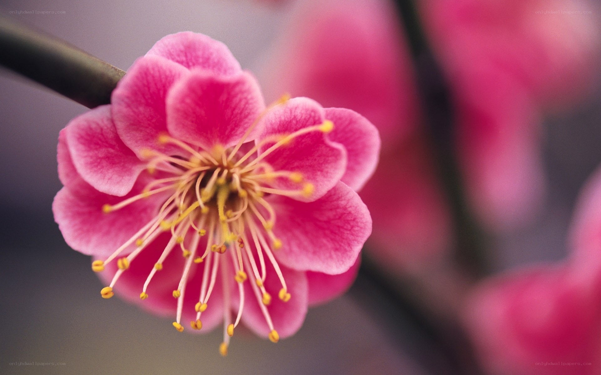 Pink plum blossom close-up