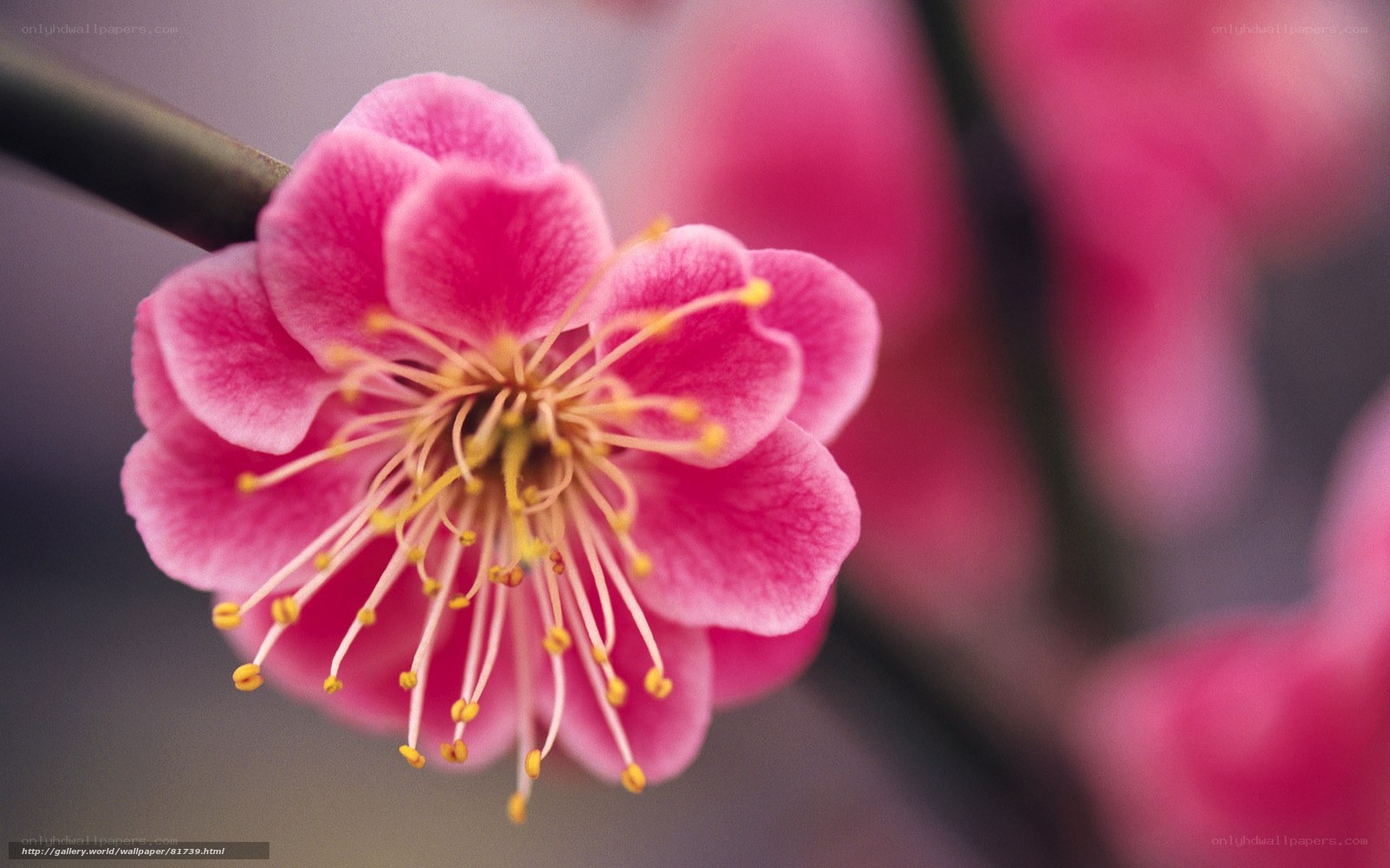 Pink plum blossom close-up