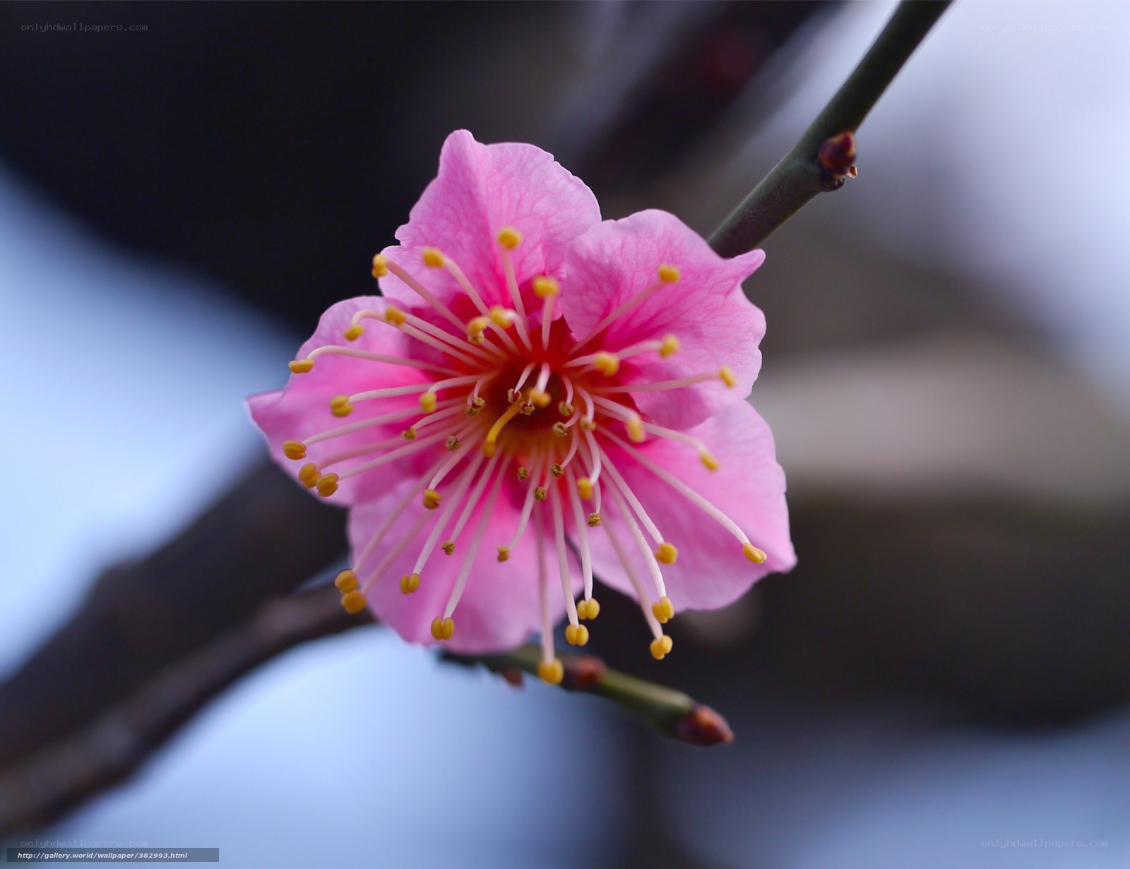 Pink plum blossom in bloom