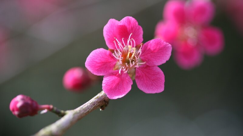 Pink plum blossom in bloom