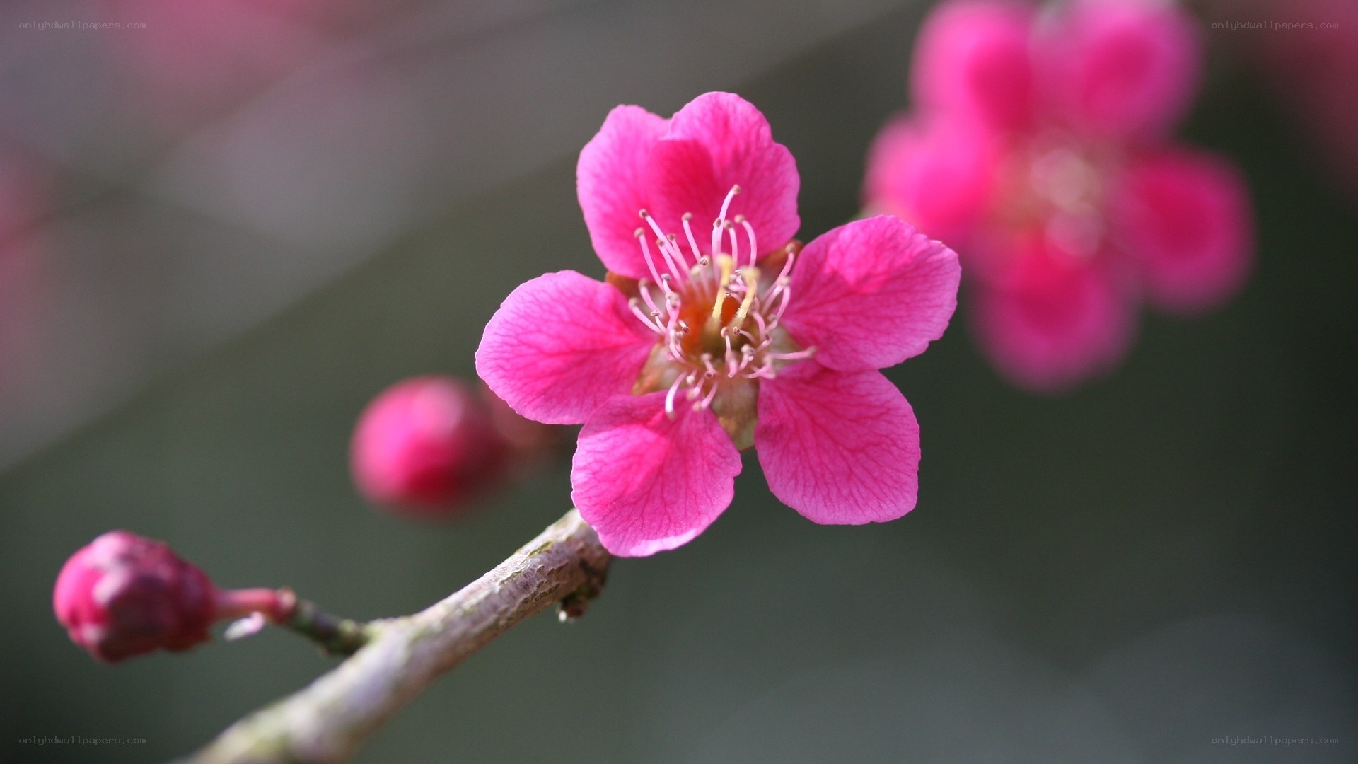 Pink plum blossom in bloom