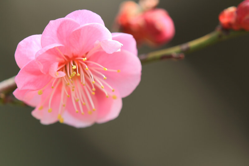 Pink plum blossom in bloom