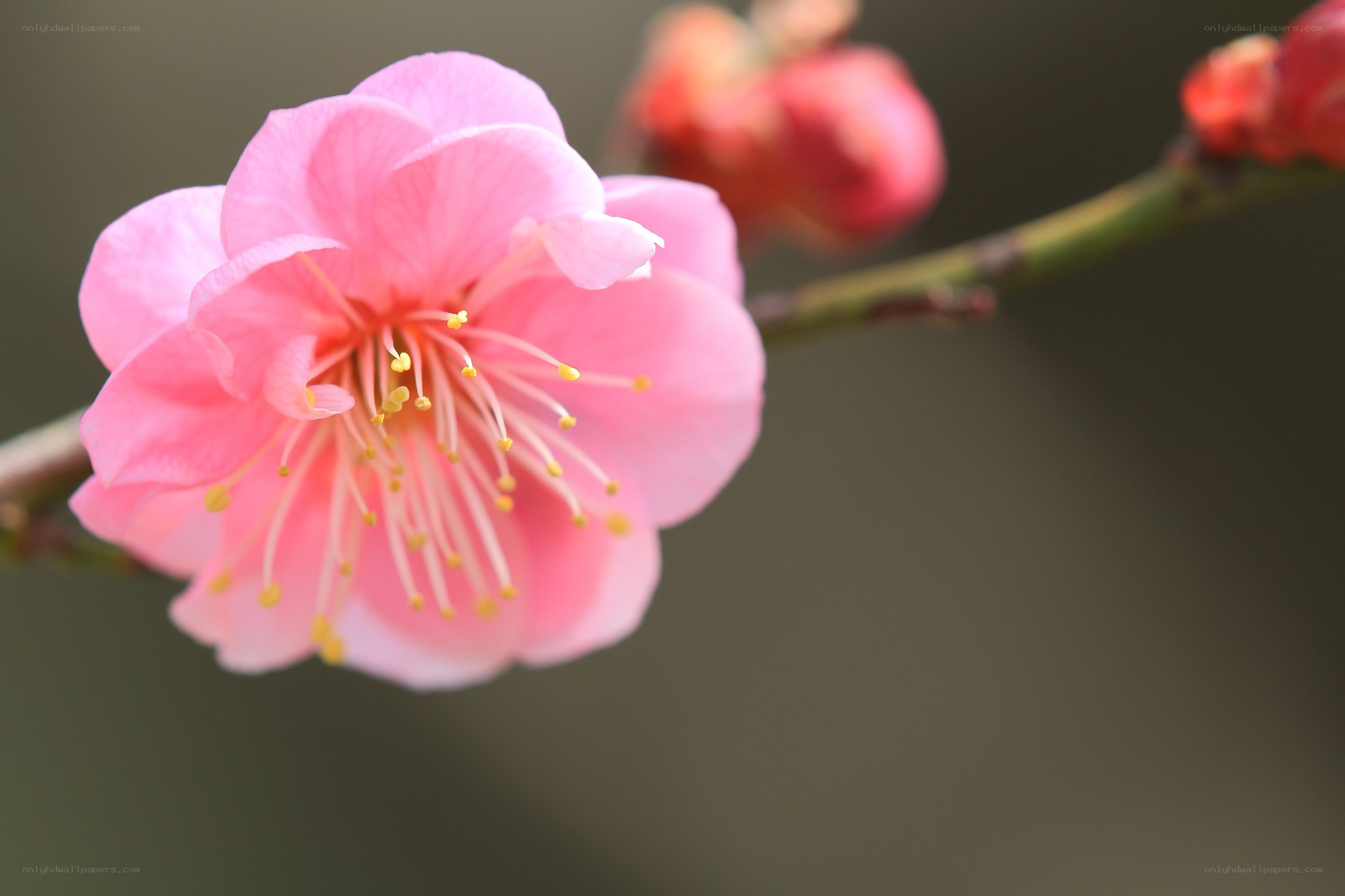 Pink plum blossom in bloom