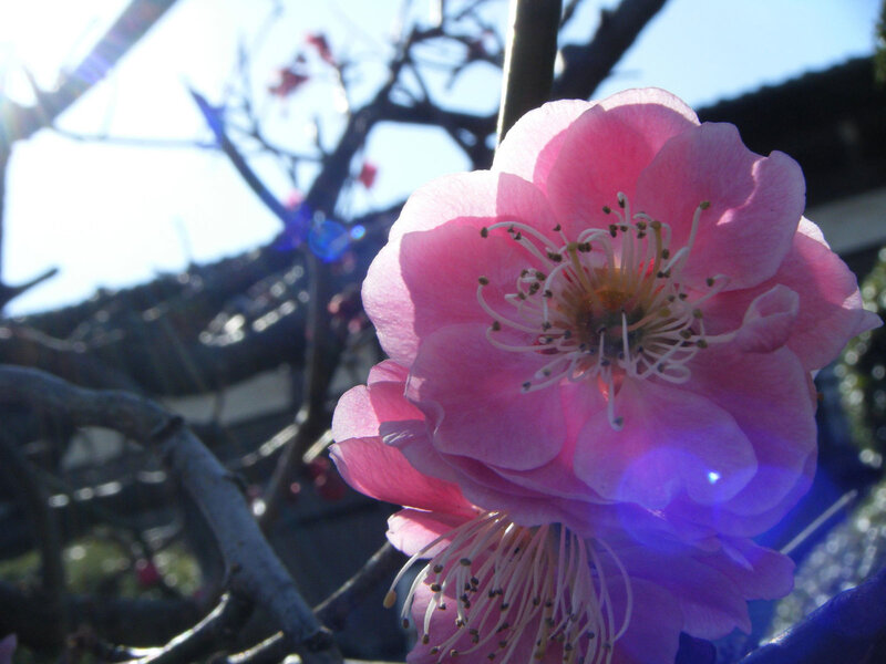 Pink plum blossom in sunlight