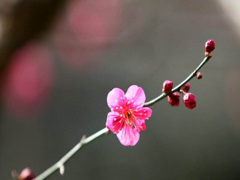 Pink plum blossom on a branch
