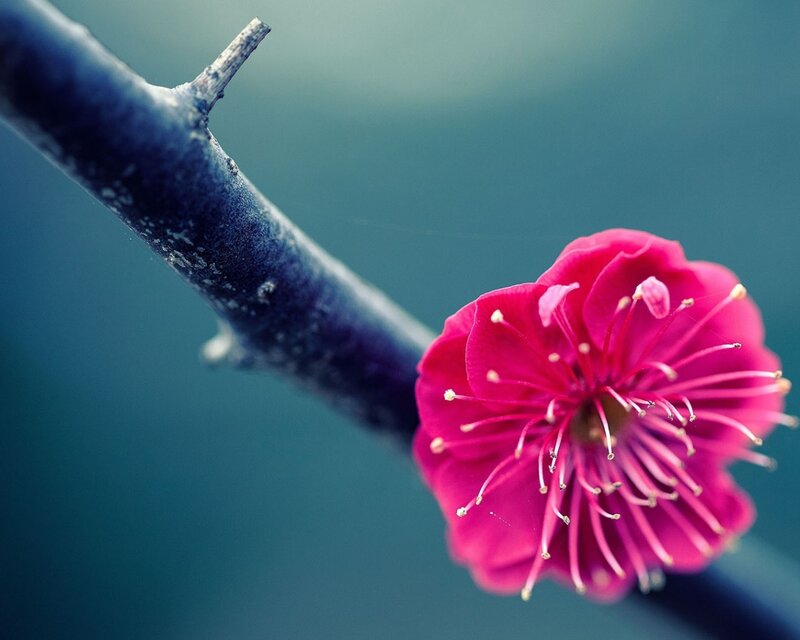 Pink Plum Blossom — Serene, Spring, Photograph, Branch, Stamen